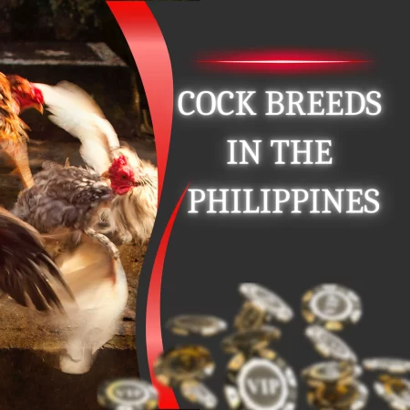 Cock Breeds in the Philippines